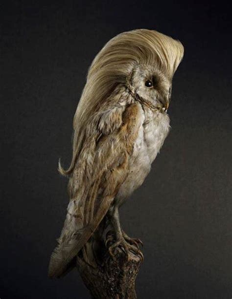 blonde owl